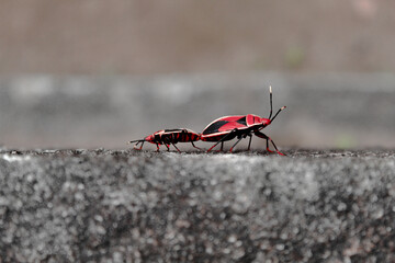 Mating of Insects - Red cotton stainer bug (Dysdercus cingulatus)