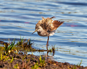 Common Sandpiper Photo and Image.  Sandpiper close-up front view with feathers fluffed up mode in its marsh environment and habitat surrounding with blue water background.
