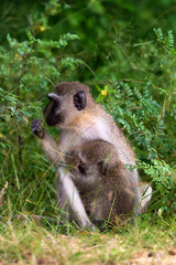 Obraz premium Vervet, singe, Chlorocebus pygerythrus