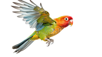 Lovebirds, Agapornis, in flight, colorful and beautiful, cuddling and friendly, Nature-themed, photorealistic illustrations in a PNG, cutout, and isolated. Generative AI