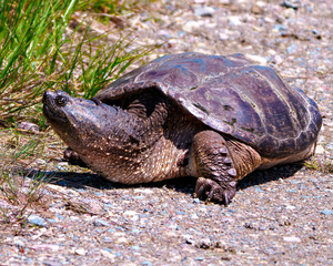 Snapping Turtle Photo and Image.  Close-up view out of the water and looking to find a suitable nest site in its environment.