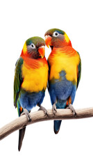 Naklejka premium two Lovebirds sitting on a branch, colorful and beautiful, cuddling and friendly, Nature-themed, photorealistic illustrations in a PNG, cutout, and isolated. Generative AI