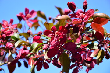 cherry flowers in the garden