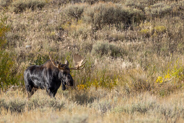 Bull Moose During the Fall Rut in Wyoming