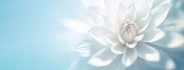 Beautiful white flower in soft color and blur style for background with space for text. Generative AI 