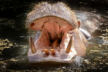 a hippo swimming in the water with mouth opened - obrazy, fototapety, plakaty