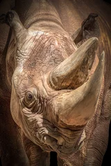 Gardinen Nashorn A Rhino's Face and Horns: A Portrait of Power  © Ralph Lear