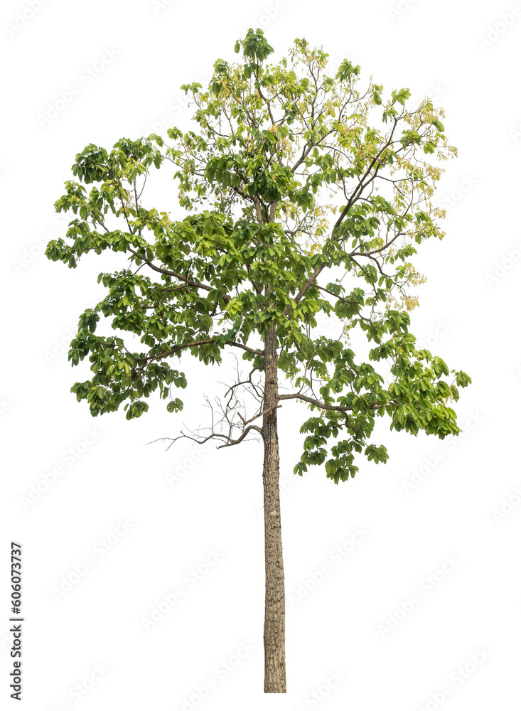 Poster Green tree isolated on transparent background with clipping path and alpha channel.