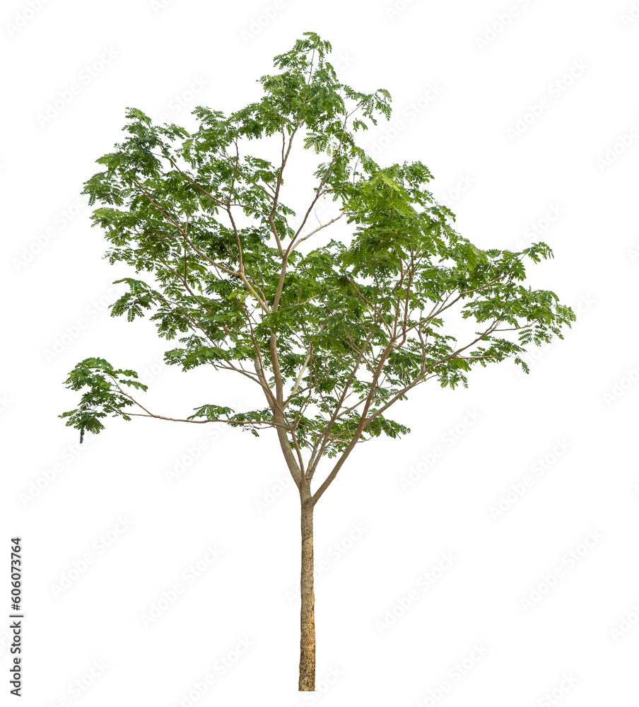 Poster Green tree isolated on transparent background with clipping path and alpha channel.