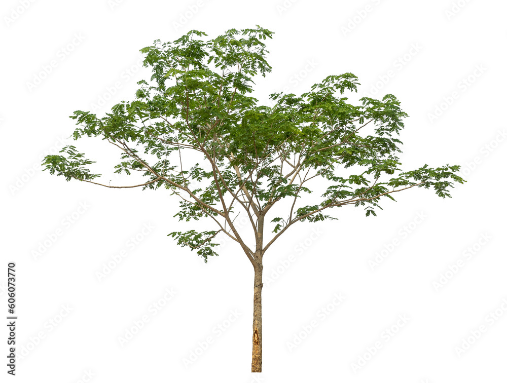 Poster Green tree isolated on transparent background with clipping path and alpha channel.