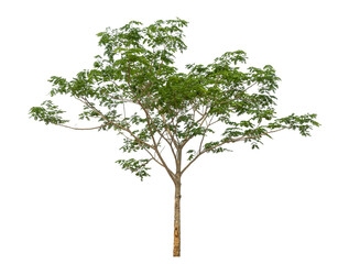 Obraz premium Green tree isolated on transparent background with clipping path and alpha channel.