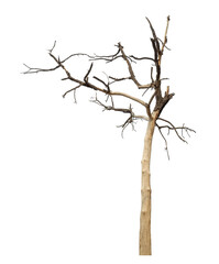 dead tree isolated on transparent background with clipping path and alpha channel.