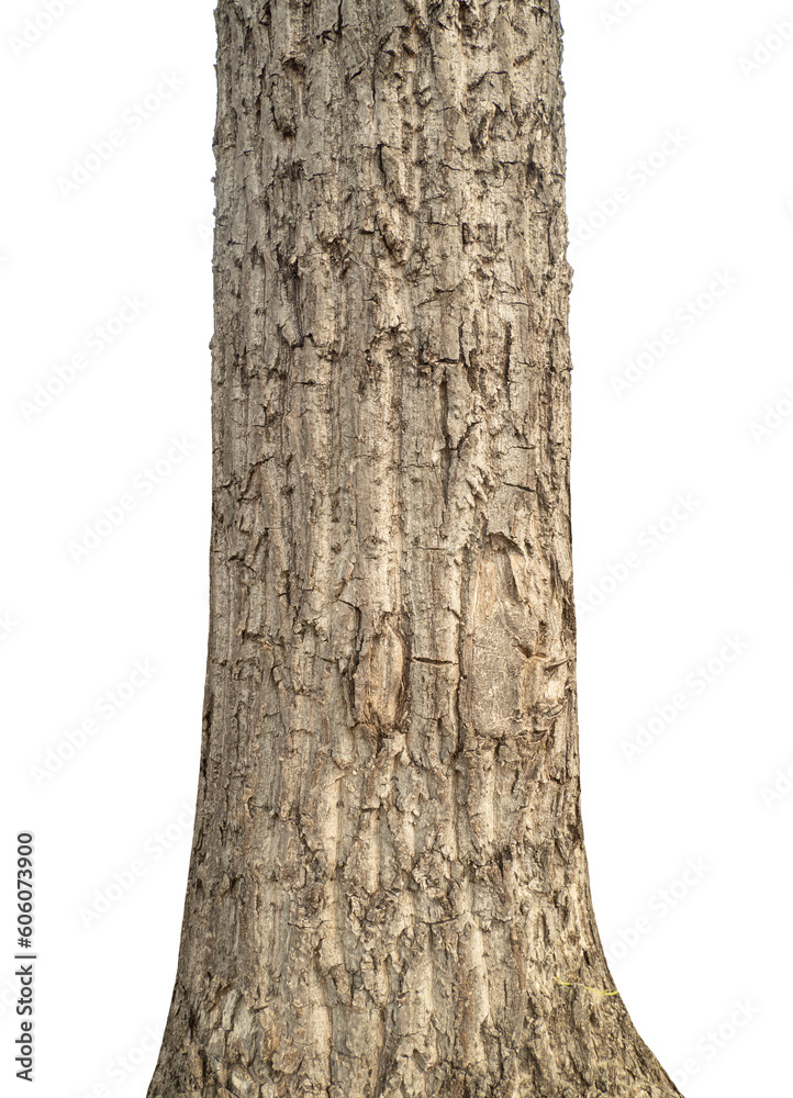 Aufkleber Trunk of a tree Isolated On transparent Background.