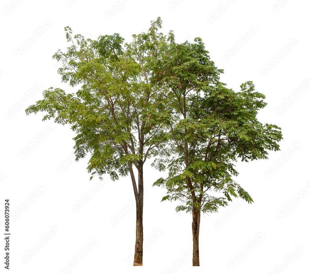 Poster Green tree isolated on transparent background with clipping path and alpha channel.