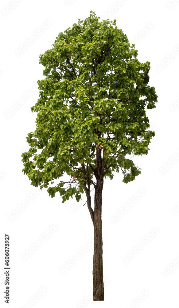 Poster Green tree isolated on transparent background with clipping path and alpha channel.