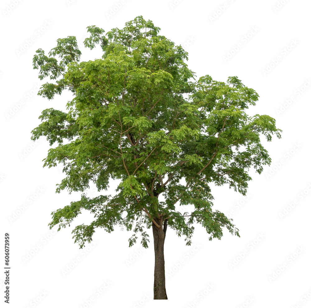 Fototapete Green tree isolated on transparent background with clipping path and alpha channel.