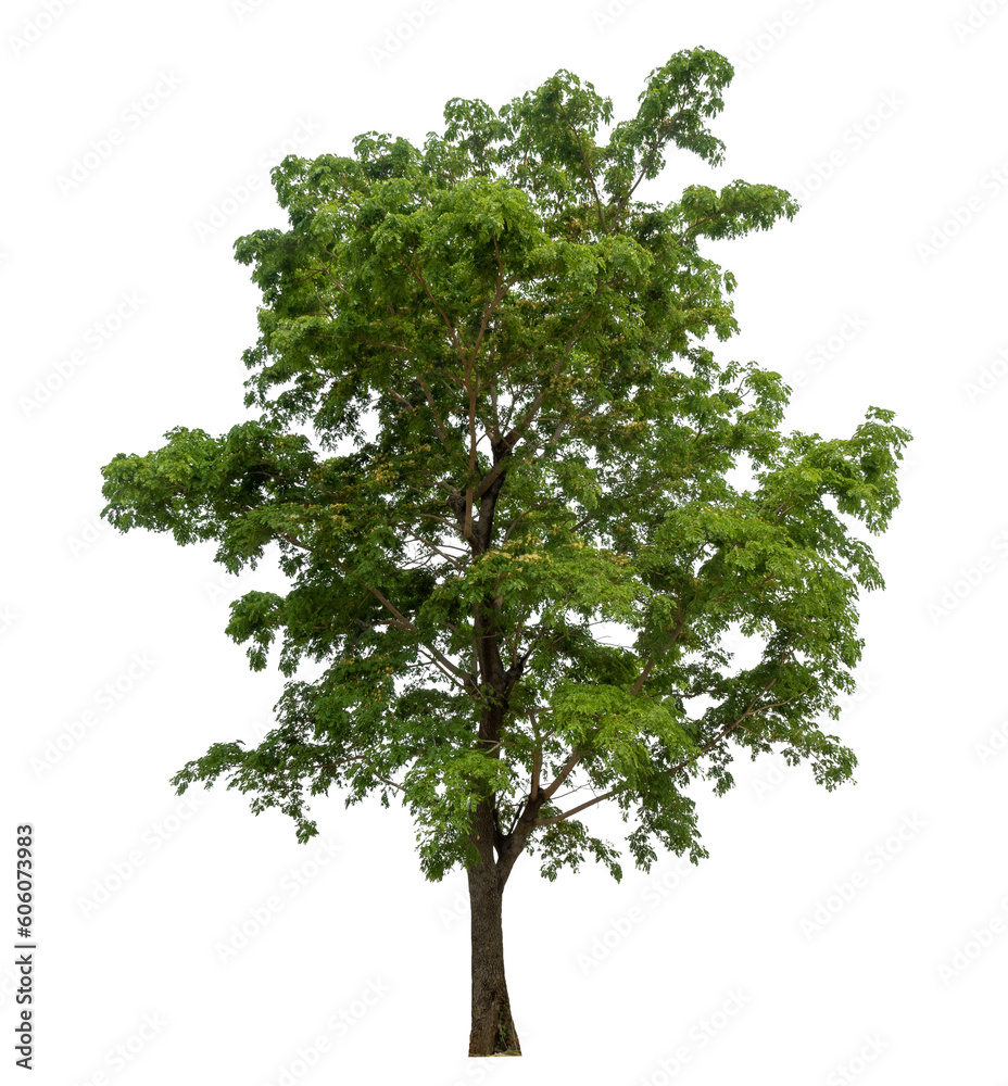 Aufkleber Green tree isolated on transparent background with clipping path and alpha channel..