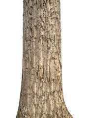 Trunk of a tree Isolated On transparent Background.