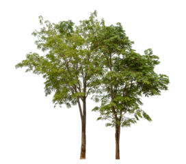 Green tree isolated on transparent background with clipping path and alpha channel.