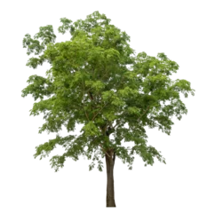 Poster Green tree isolated on transparent background with clipping path and alpha channel. © Sarawut