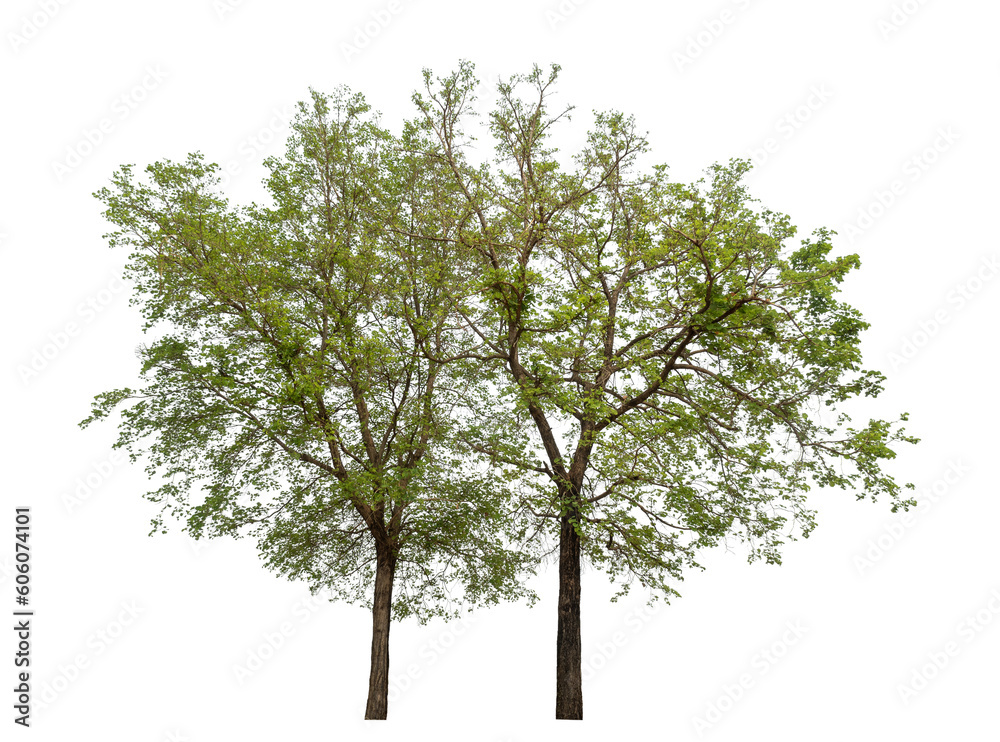 Poster Green tree isolated on transparent background with clipping path and alpha channel.