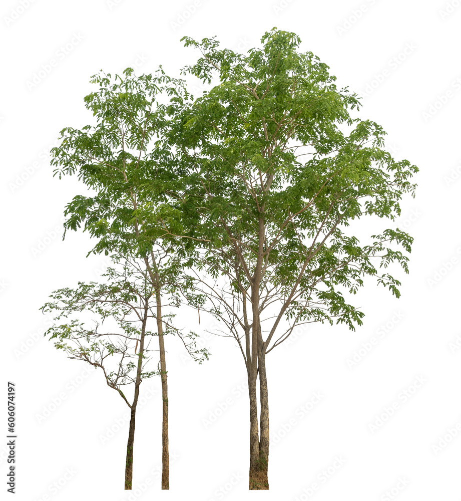 Aufkleber Green tree isolated on transparent background with clipping path and alpha channel.
