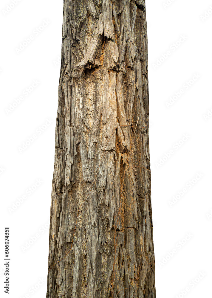 Poster Trunk of a tree Isolated On transparent Background.