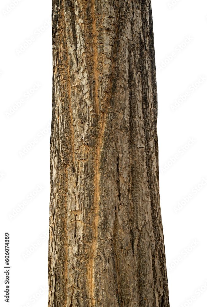 Poster trunk of a tree isolated on transparent background.