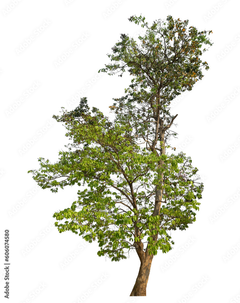 Poster Green tree isolated on transparent background with clipping path and alpha channel.