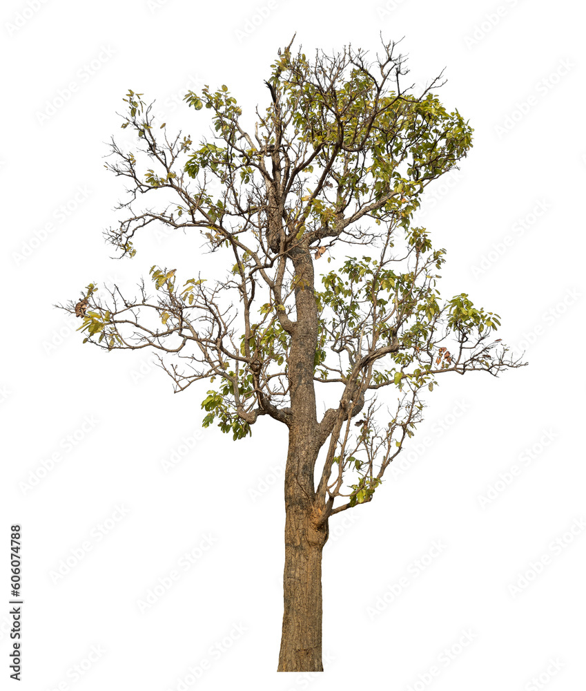 Poster tree isolated on transparent background with clipping path and alpha channel.