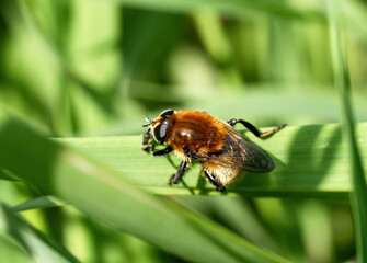 Drosophila Melanogaste, Macro Exotic Drosophila Fruit Fly Diptera Insect on grass with morning light, Close up Insect life on Spring, Summer fields