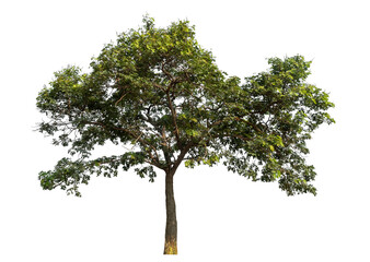 tree isolated on transparent background with clipping path and alpha channel.