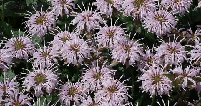 Dense bush of Monarda 'neon' or Bee Balm tubular pink flowers on stems with dark green foliage and nectar attracting pollinating insects
