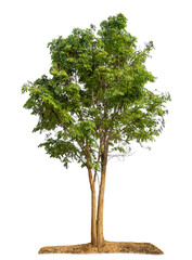 Fototapeta premium Green tree isolated on transparent background with clipping path and alpha channel.