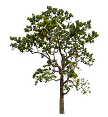 Obraz premium Green tree isolated on transparent background with clipping path and alpha channel.