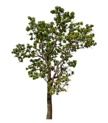 Obraz premium Green tree isolated on transparent background with clipping path and alpha channel.
