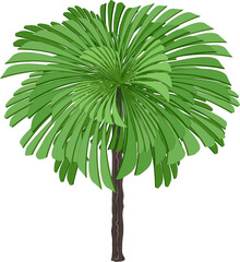 Palm tree with green leaves simple drawing