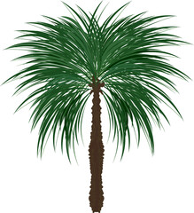 Palm tree with green leaves simple drawing