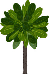 Palm tree simple drawing