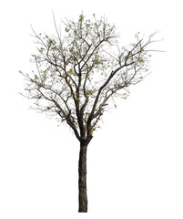 tree isolated on transparent background with clipping path and alpha channel.