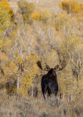 Bull Moose During the Fall Rut in Wyoming