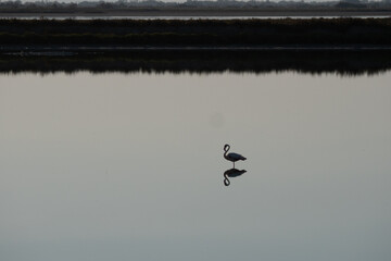 Flamingo Beautiful Camargue nature reserve in France