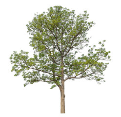 Green tree isolated on transparent background with clipping path and alpha channel.