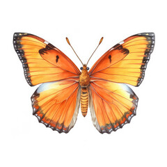 Orange butterfly isolated on a white background Generative AI