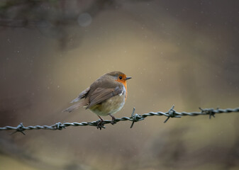 robin in the rain