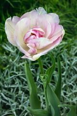 One pink Angelique tulip with raindrops among the grass