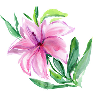Pink Flower of Hibiscus or Lily isolated.  Pink Lotus. Watercolor illustration