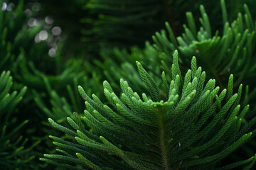 Close-up green branches and leaves of a pine tree. Short needles of a coniferous tree. Green background, texture of needles of coniferous tree leaves. Nature themed background concept