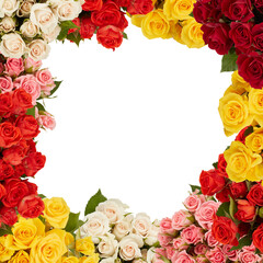 beautiful colorful rose flower frame looking like a tunnel of flowers with cut out isolated on transparent background