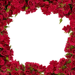 beautiful colorful rose flower frame looking like a tunnel of flowers with cut out isolated on transparent background